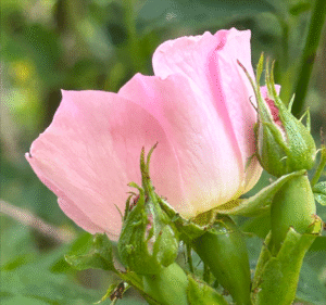 Bloem 9